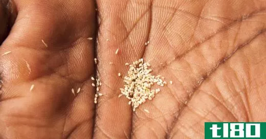 Grains of teff are extremely small.