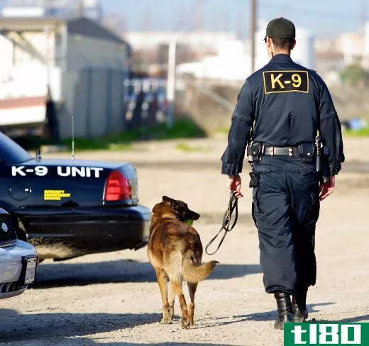 German shepherds are common breeds used for police work.