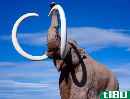 Before Paraceratherium was discovered, the mammoth held the title of largest land mammal.
