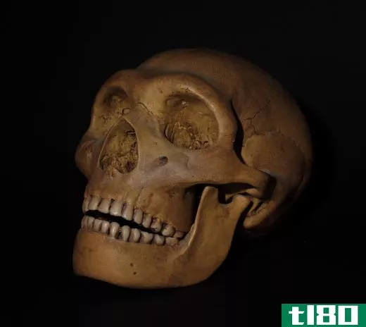 Some cryptozoologists speculate that the legendary Johor Hominid, if it exists, may be descended from an extinct hominid species categorized as Homo erectus.