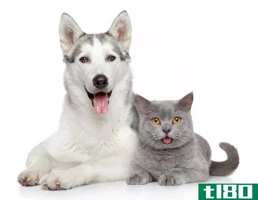 Cats and dogs often grow thicker fur in winter thanks to species adaptation.
