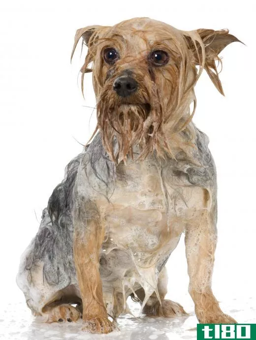 A dog being washed to treat demodetic mange.