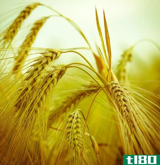 Barley is a common grain.