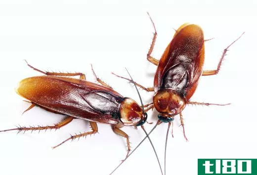 Certain insects, such as cockroaches, are repelled by exposure to light.