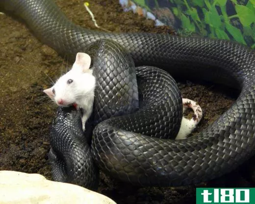 Most snakes enjoy eating mice.