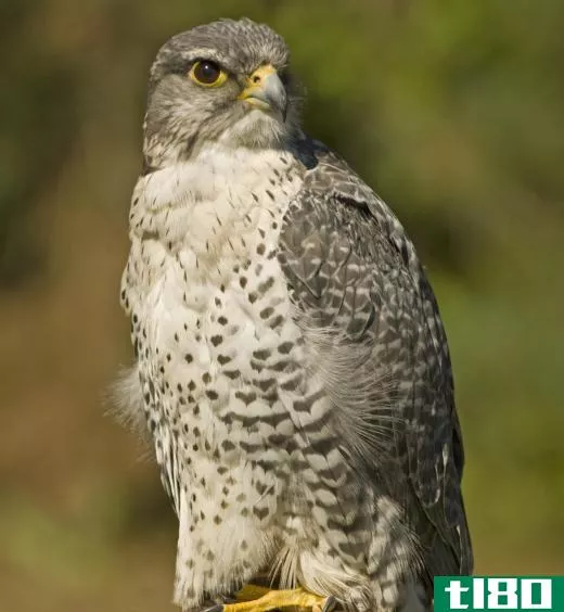 Wildlife conservationists may focus on helping birds of prey.