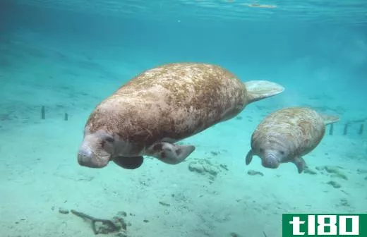 Manatees eat seagrass.