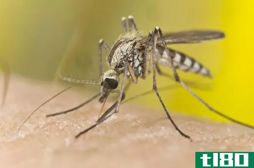 A female mosquito will suck the blood of humans and other creatures to build up enough nutrients to lay eggs.