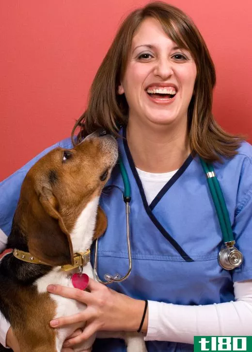 A veterinary technician may help calm an animal during a veterinary ultrasound.