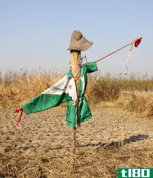 Straw is often used to create scarecrows.