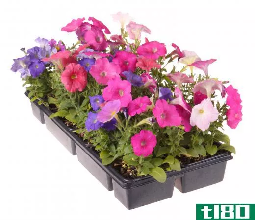 Nurseries sell plants to gardeners and landscapers.