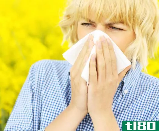 Some allergy sufferers may sniffle and sneeze around timothy hay.