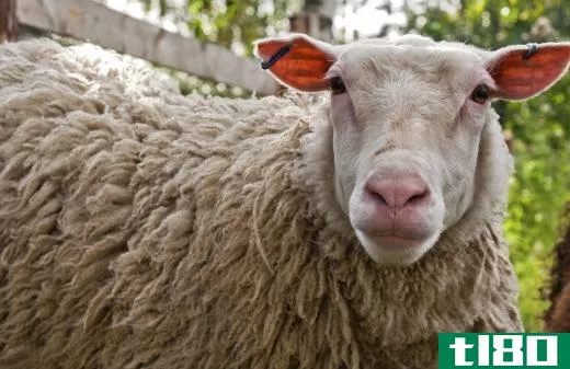 Sheep can host tapeworms.