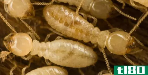 Termites' have a head and thorax that appear as one piece.