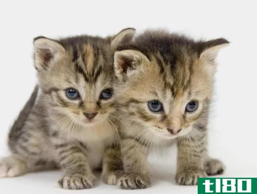 Young kittens should be vaccinated for FeLV.