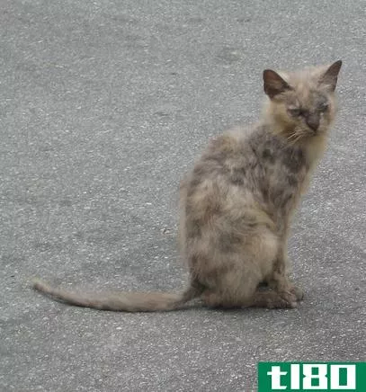 Cat with mange.