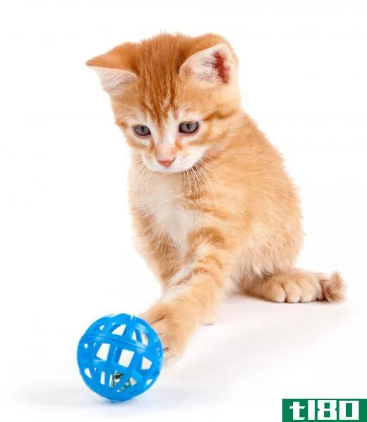 Cats enjoy toys that mimic the action of something they might chase.