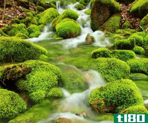 Moss growing on stones in a stream.
