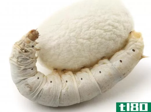 The silkworm spins a cocoon in which to metamorphosize into a silkmoth.