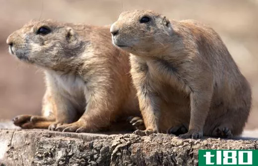 Marmots are part of the same order of rodents as squirrels and chipmunks.