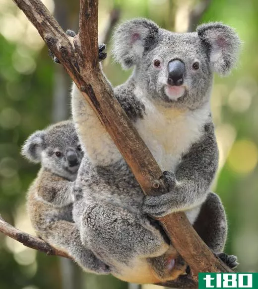 A specialist animal, the koala only lives in and eats the leaves of eucalyptus trees.