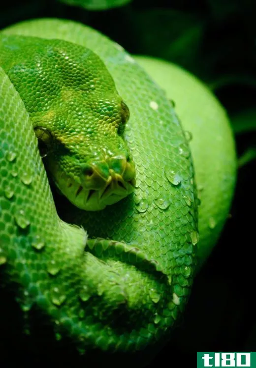 Some snakes use their coloring as camouflage.