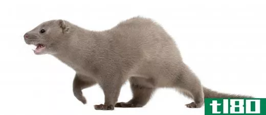 Minks are often found in the wetlands biome.
