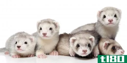 Ferrets can be leash trained with a lot of effort.