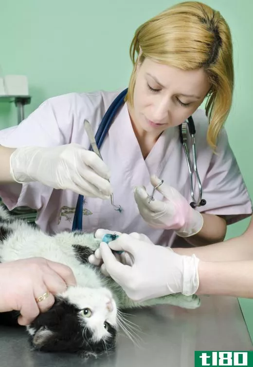 A veterinarian can diagnose mange in cats.