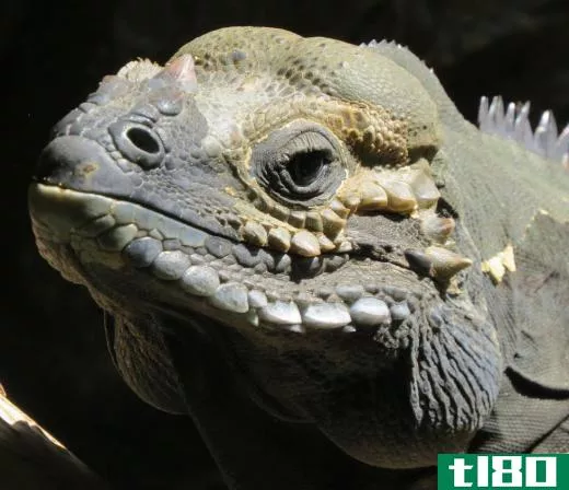 Iguanas have had to adapt to habitat through physical changes.