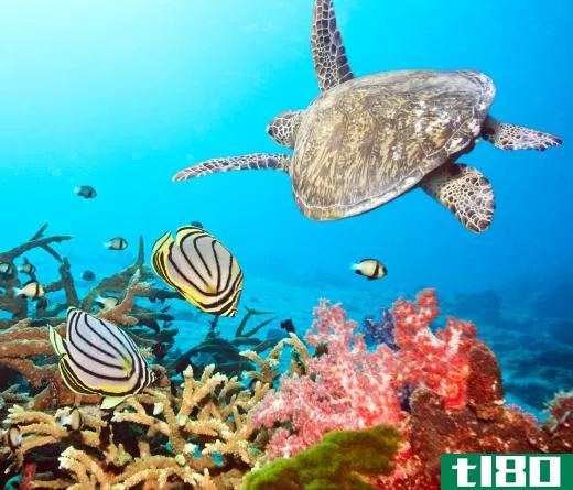 Sea animals swimming near a coral reef.