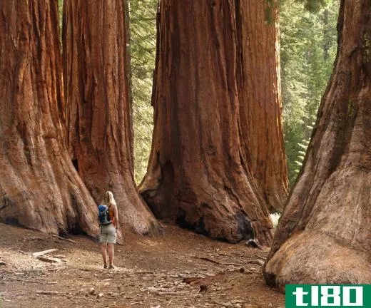 Redwoods are known for growing into massive trees.