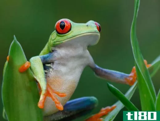A frog in a terrarium.