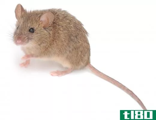 Mice are smaller than rats.