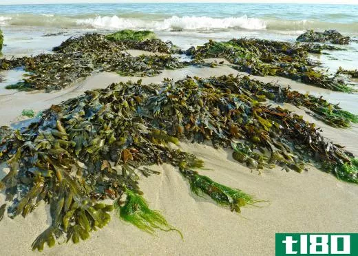 Some forms of seaweed look like long strands and branches.