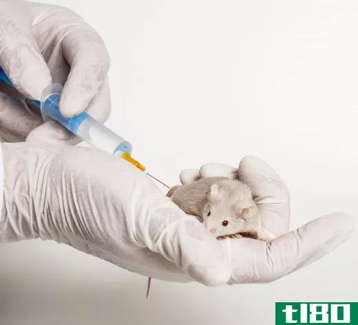 Drugs and vaccines are often tested on rats and mice.