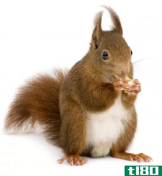 The squirrel, a warm blooded animal, hibernates during the winter.