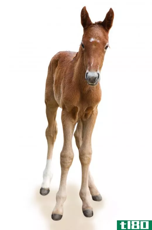 Foals, which are baby horses, can sometimes be confused with a pony, but have the same body type as an adult horse rather than a pony.