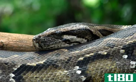 Pythons are a family of large nonvenomous snakes that live in the rain forest.