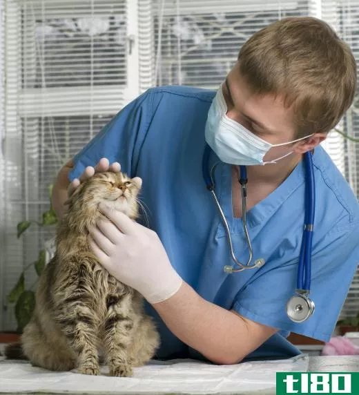 Vet examining a cat.