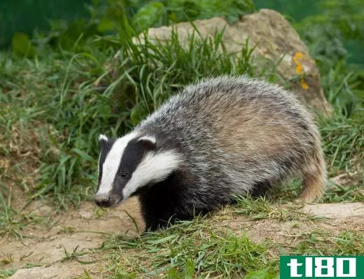 Badgers conserve energy by going into a state of torpor.