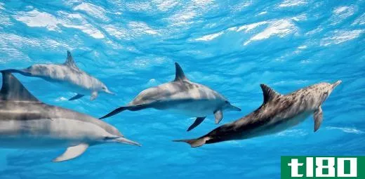 Marine biology is often thought to be only the study of dolphins, whales and seals.