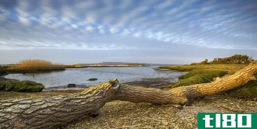 While most closely associated with oceans, drift wood can also be found along river banks and lake shores.