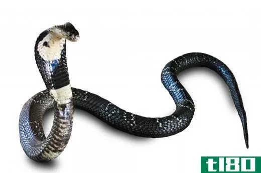 A cobra, a type of venomous snake.