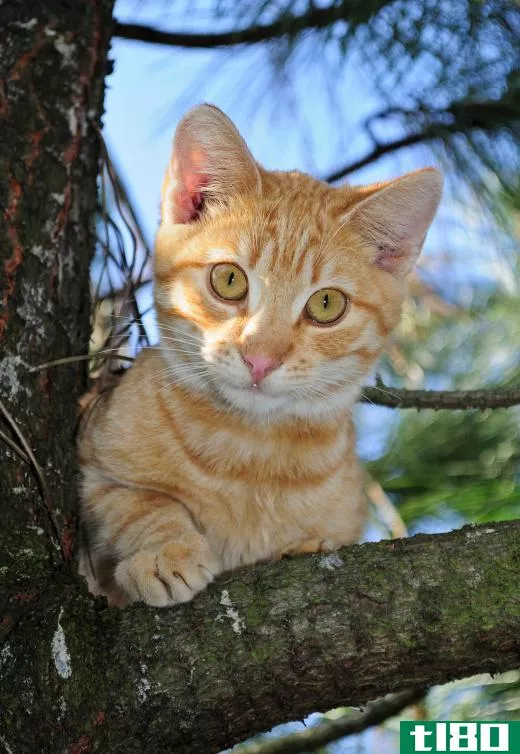 Climbing trees is more about a cat's instincts than about it playing.
