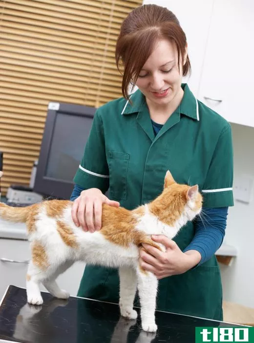 Veterinarians can give cat owners tips on how to reduce urine spraying.