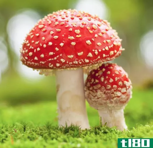 Shape and color are not determiners of edibility, as the toxic Amanita muscaria proves.