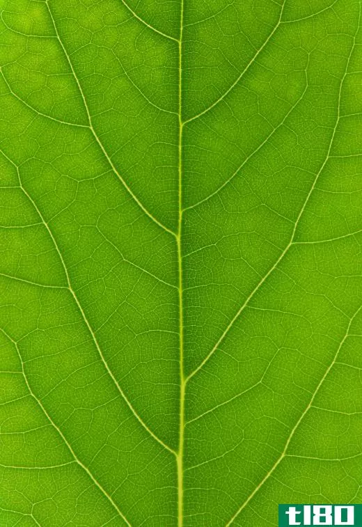 Leaves are green because of chlorophyll.