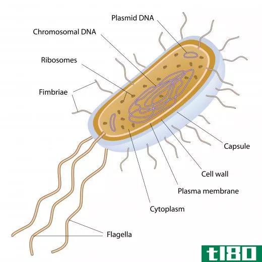 A bacterium is unicellular and has a single DNA molecule.