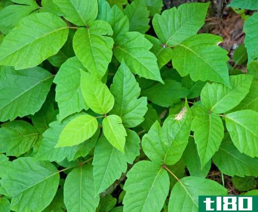 Poison ivy is endemic to the Northeastern regions of North America.